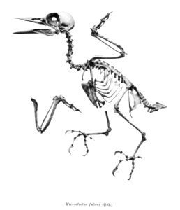 Microstictus fulvus 227