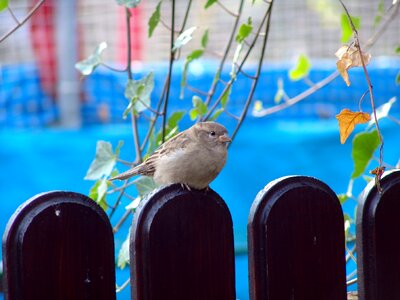 Animal animal world songbird