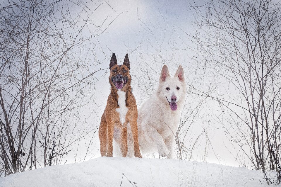 Dog canidae white shepherd