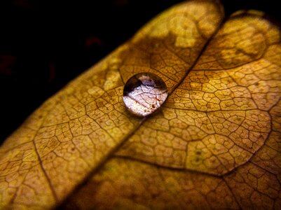Fall backgrounds brown leaf