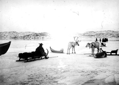Midnattssol over Bøkfjorden med reinsdyr og folk - Norsk folkemuseum - NF.06725-037