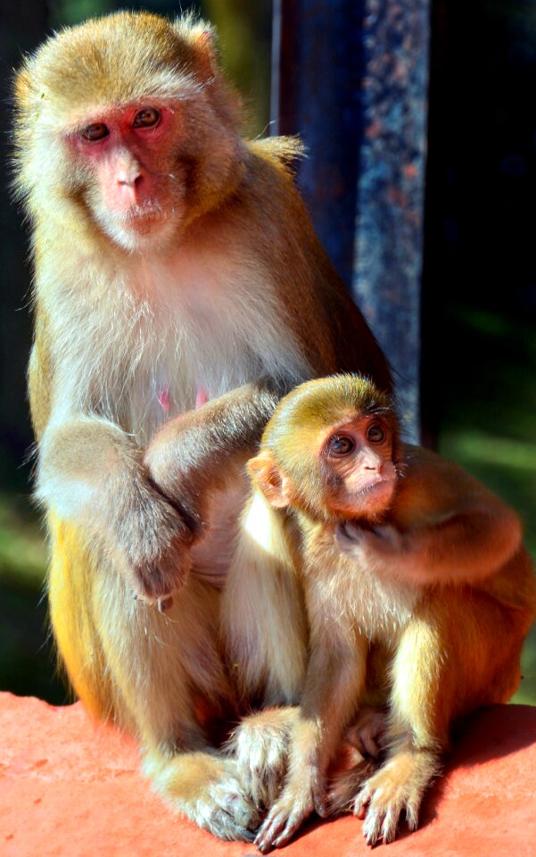 Ape wildlife cute