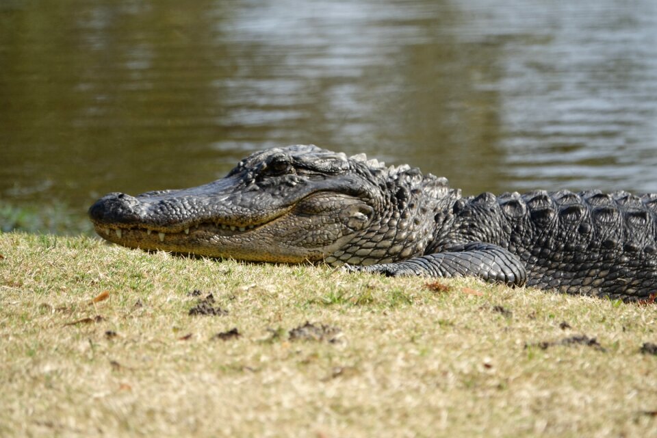 Reptile nature wildlife
