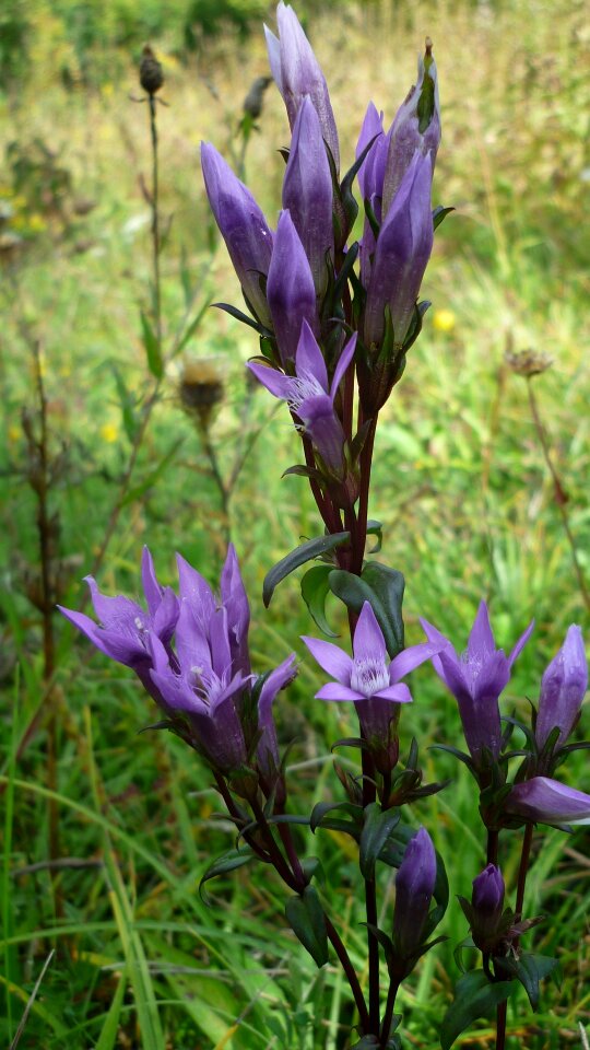 Blue-violet flowers mountain meadow photo