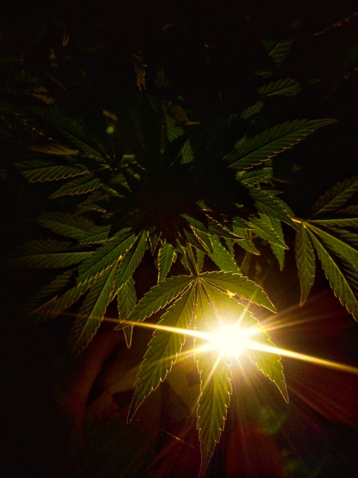 Legal growth nature