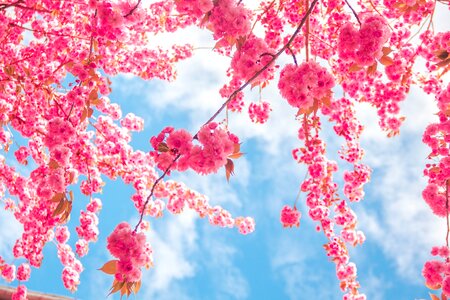 Cherry tree nature spring blossoms