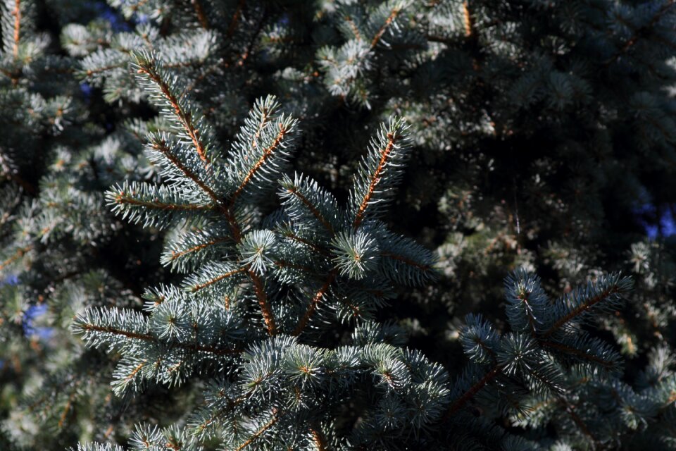 Pine needles conifer tree