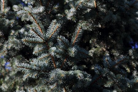 Pine needles conifer tree photo