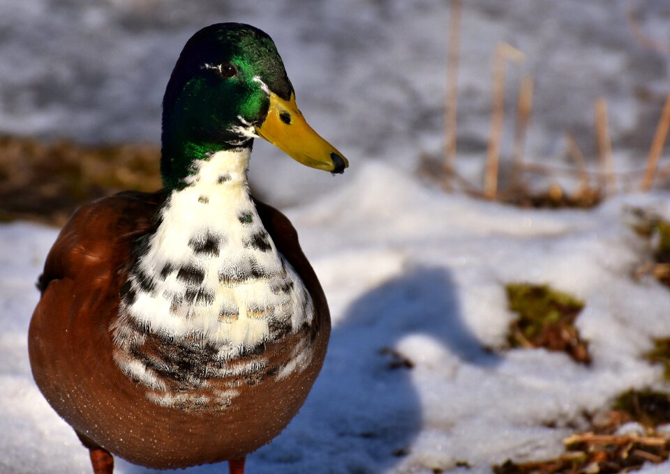 Winter water bird bill