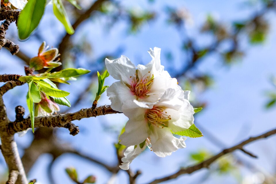 Spring balearic islands nature
