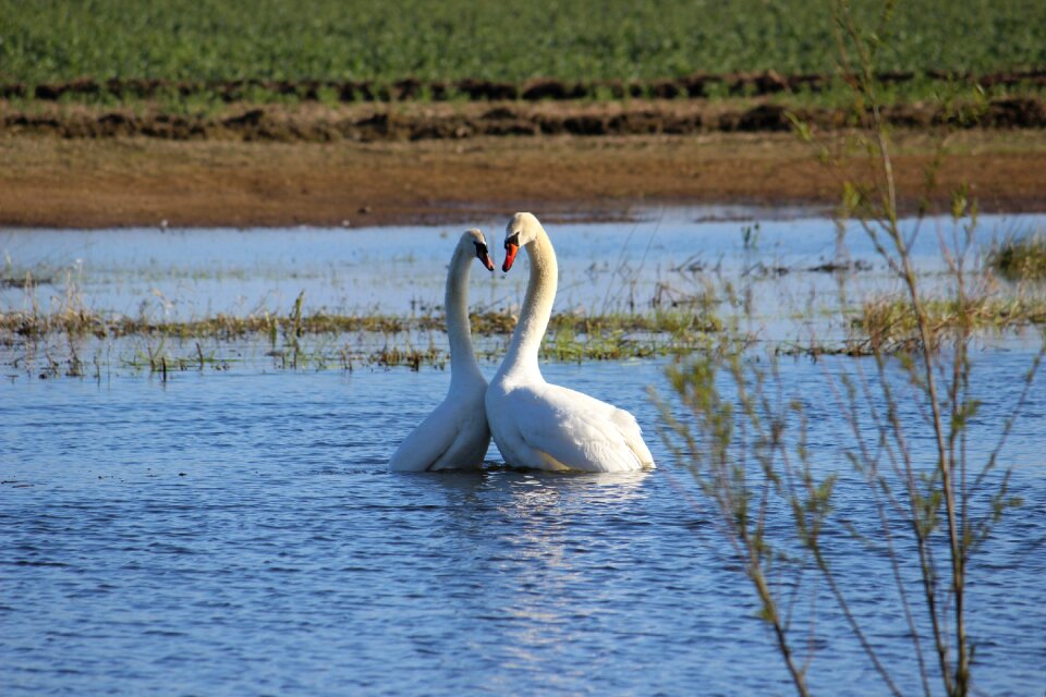 Waterfowl couple happy