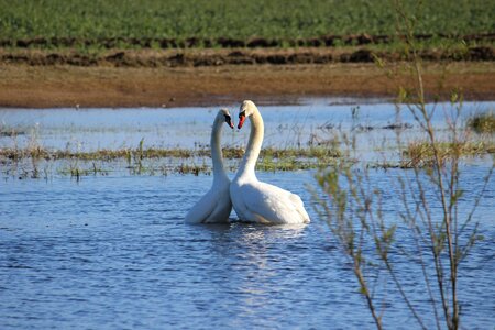 Waterfowl couple happy