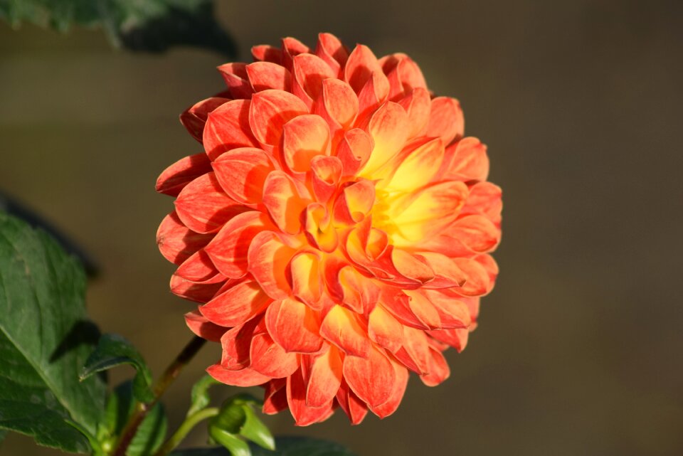Dahlia flower orange