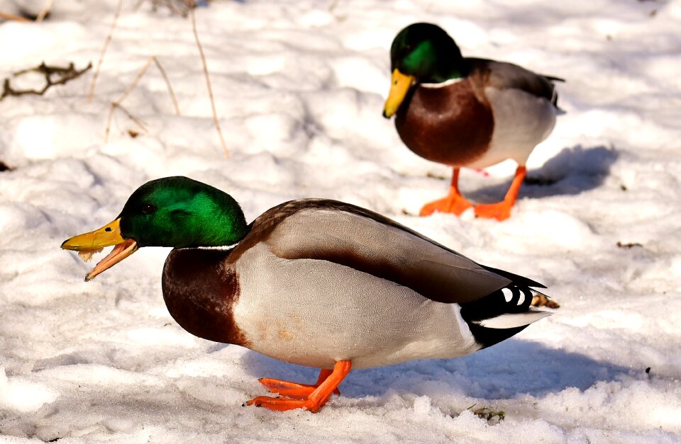 Winter water bird bill