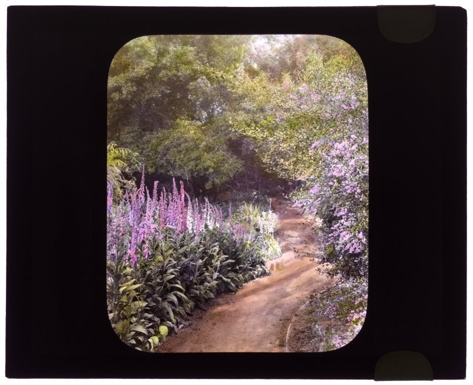 Michael Cochrane Armour house, 962 Linda Vista Avenue, Pasadena, California. Native plant garden pathway LCCN2007684862