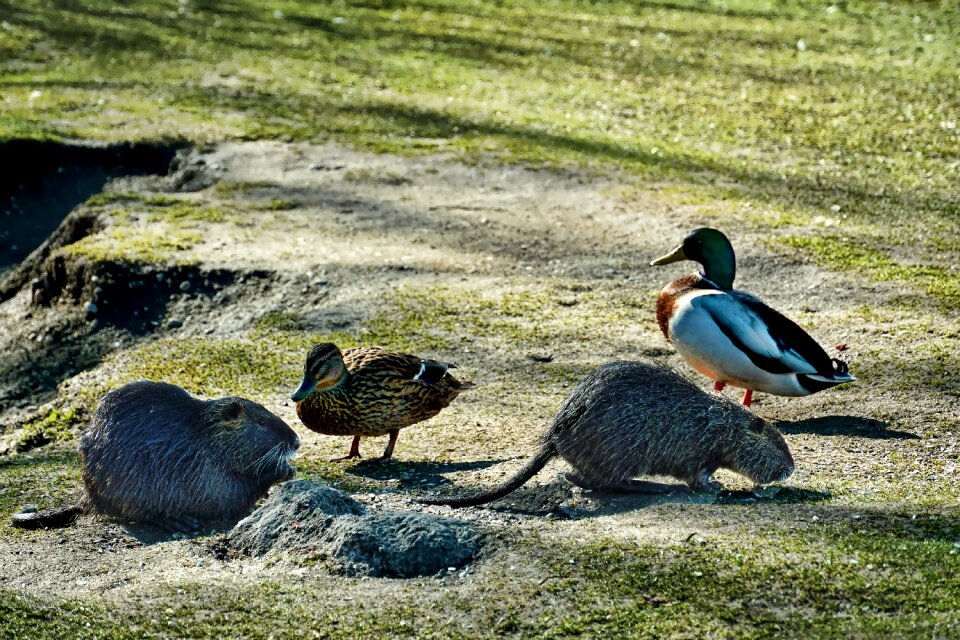 Neighbors animal animal world