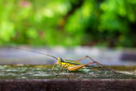 Macro tropical grasshopper photo