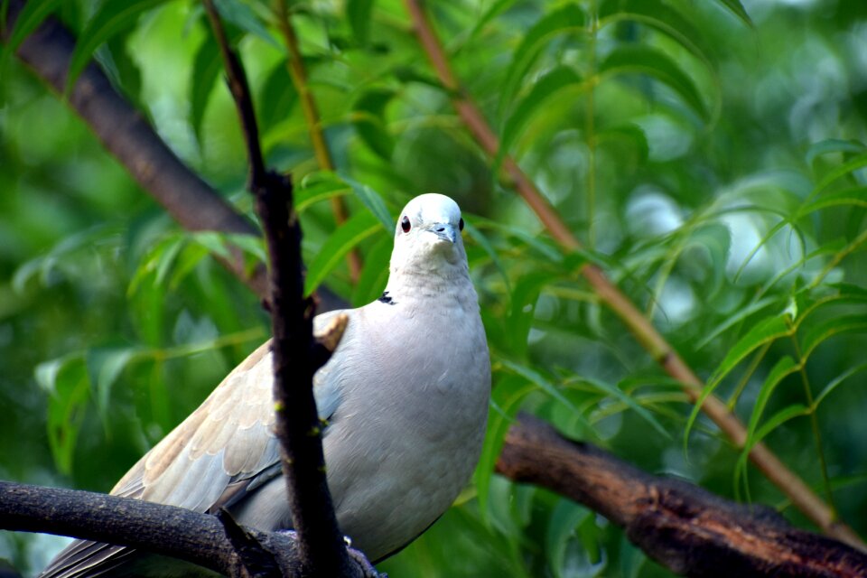 Half-collared dove indian dove streptopelia capicola - Free photos on ...