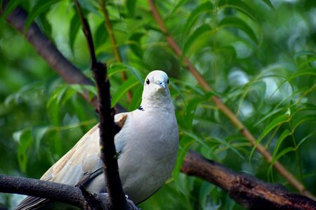 Half-collared dove indian dove streptopelia capicola photo