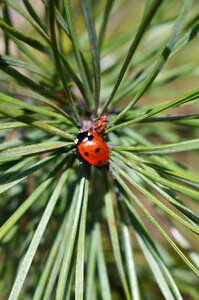 Plant outdoor evergreen