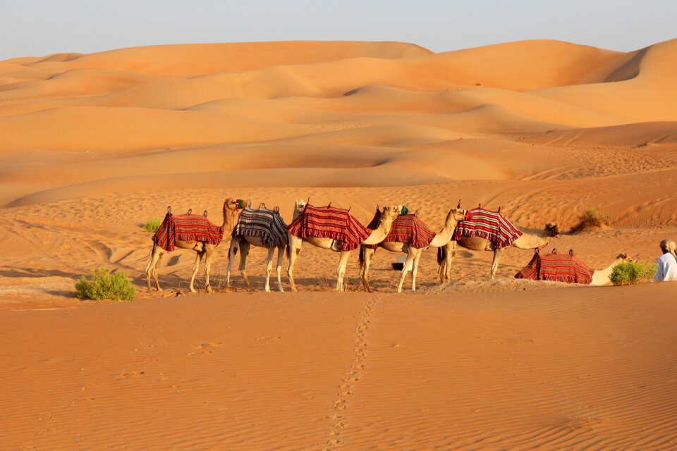 Safari dry orange desert