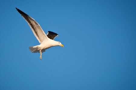 Seagull wingspan eye photo