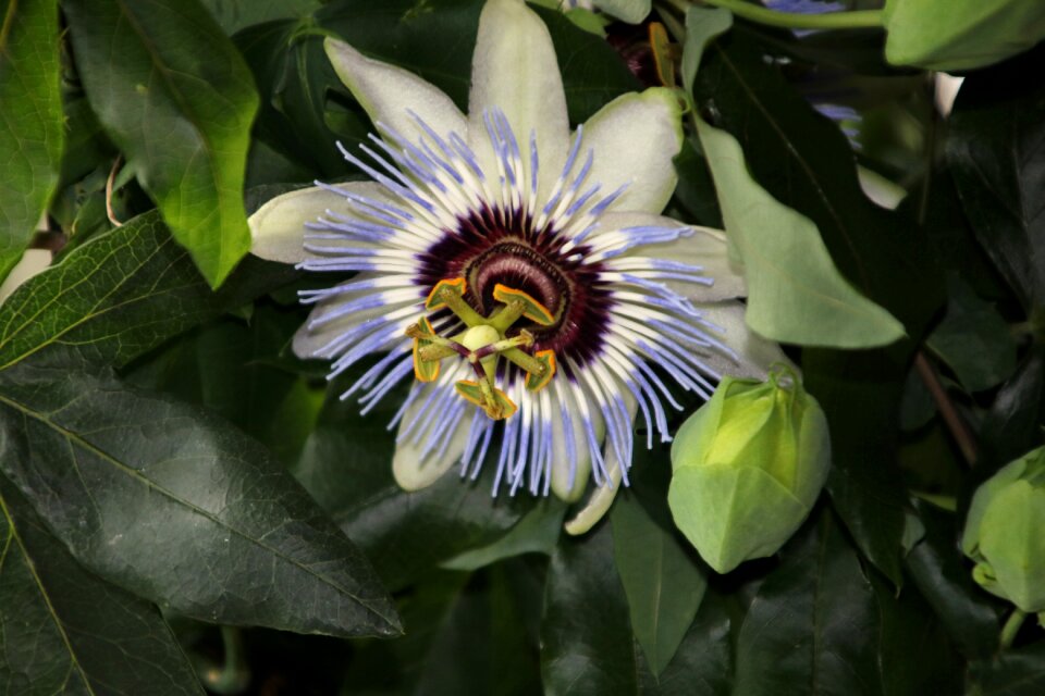 Flower blue crown flower of the five wounds