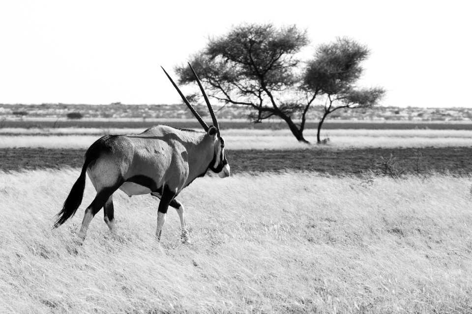 Antelope nature wild