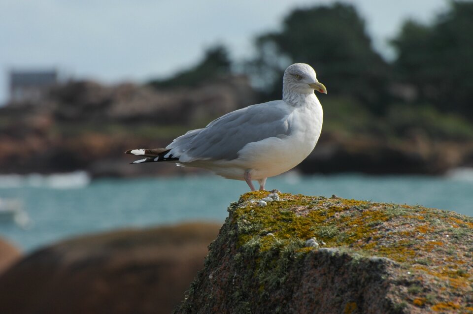 Water bird animal