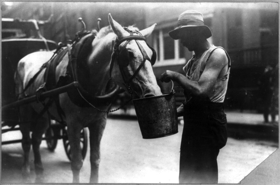 New York City- Harnessed horse eating or drinking from a bucket, which a man is holding LCCN2004678611