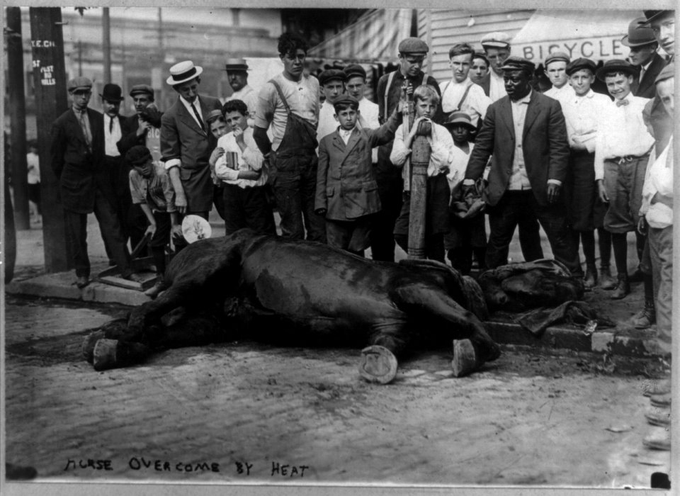 New York City- Horse overcome by heat LCCN2004678612