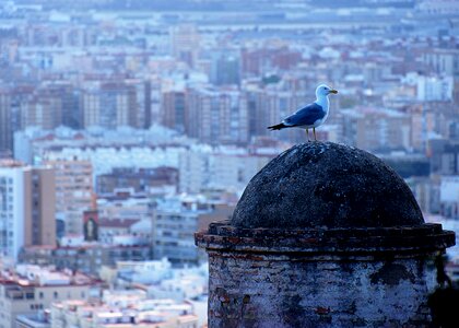 Gull seagull view