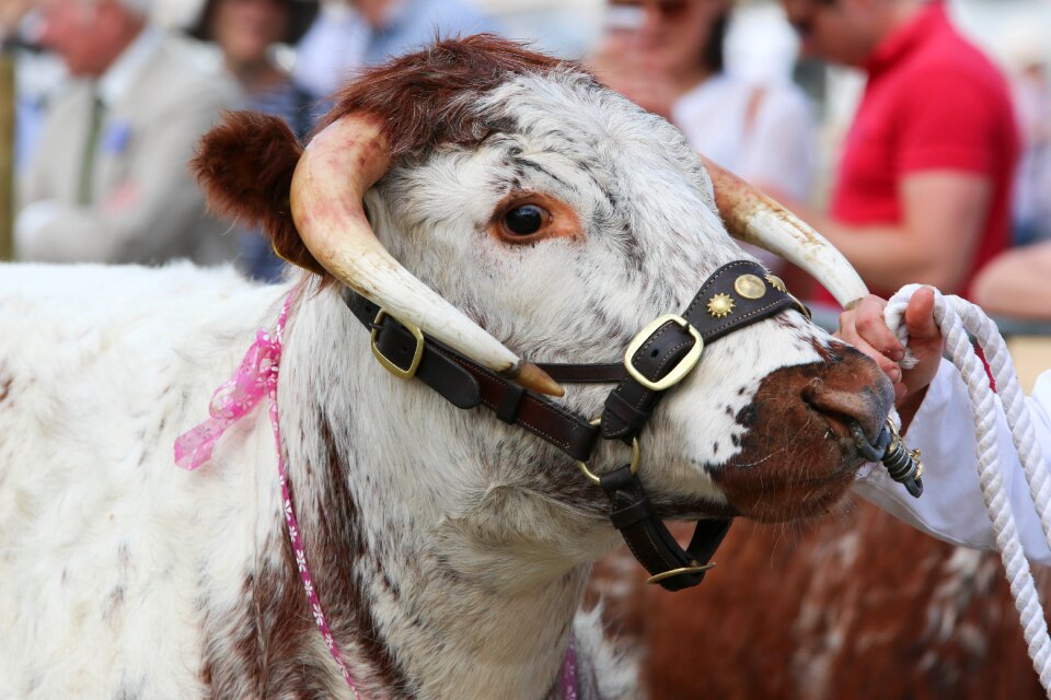 Cattle cow beef photo