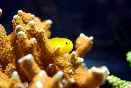Yellow underwater water photo