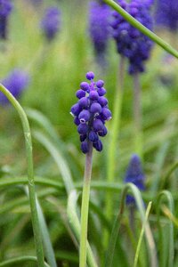 Plant flower season photo