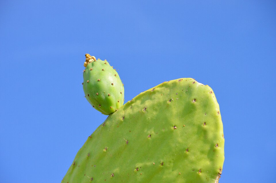 Mediterranean prickly pear cactus skewers