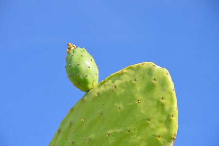 Mediterranean prickly pear cactus skewers