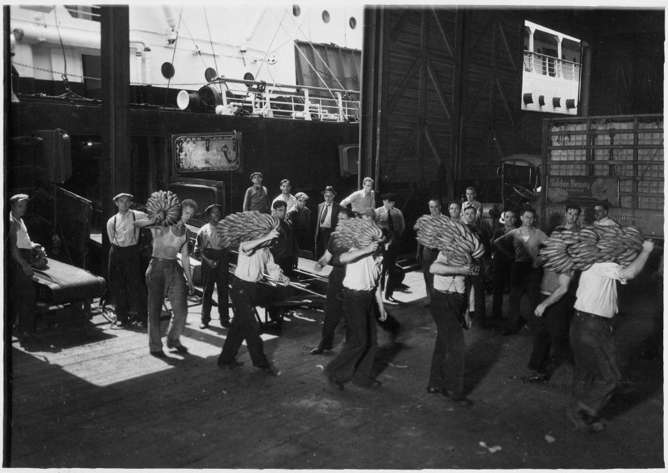 New York, New York - Longshoremen. This shows the prevailing method of transferring bananas from the end on the... - NARA - 518790