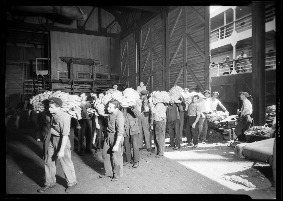 New York, New York - Longshoremen. This shows the prevailing method of transferring bananas from the end on the... - NARA - 518792 photo