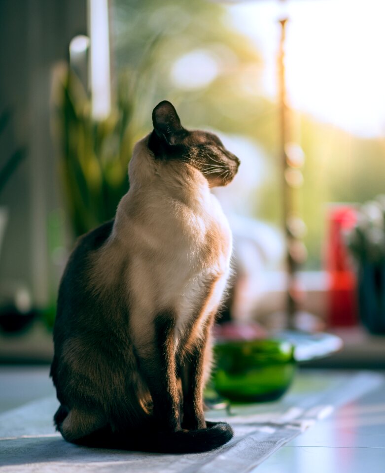 Pet animal cloth