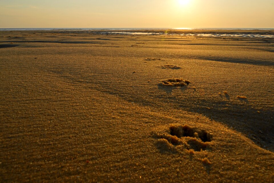 Desert sunset dunes