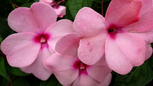 Bloom pink garden