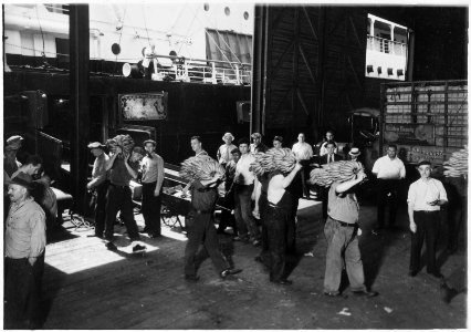 New York, New York - Longshoremen. This shows the prevailing method of transferring bananas from the end on the... - NARA - 518789