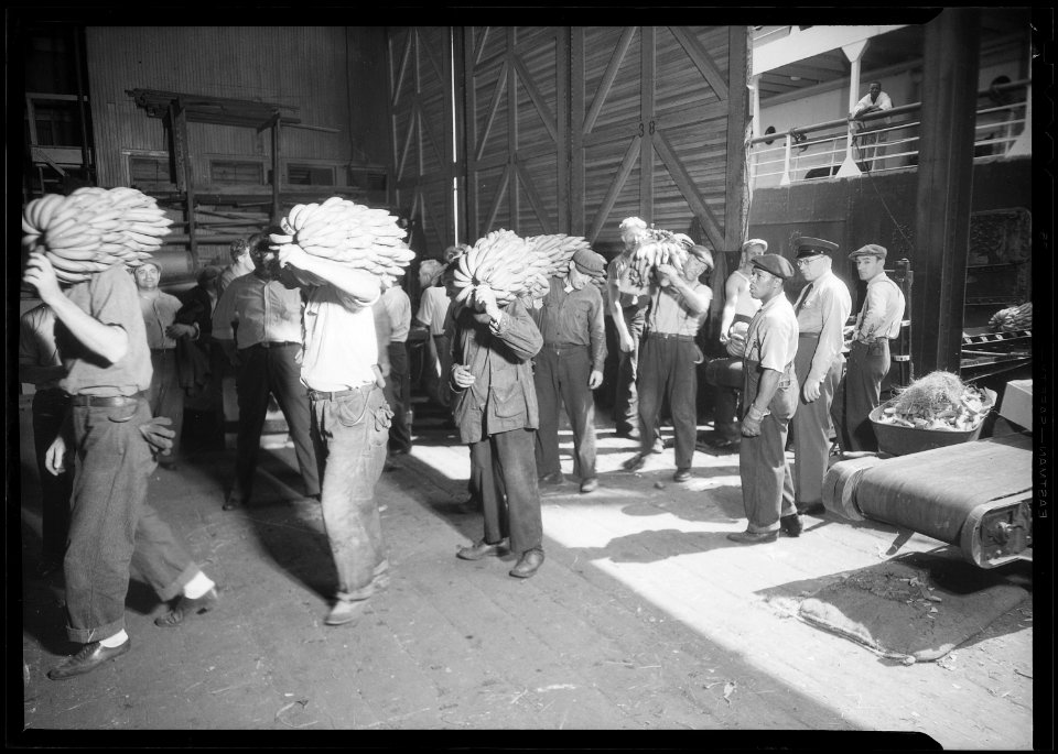 New York, New York - Longshoremen. This shows the prevailing method of transferring bananas from the end on the... - NARA - 518791