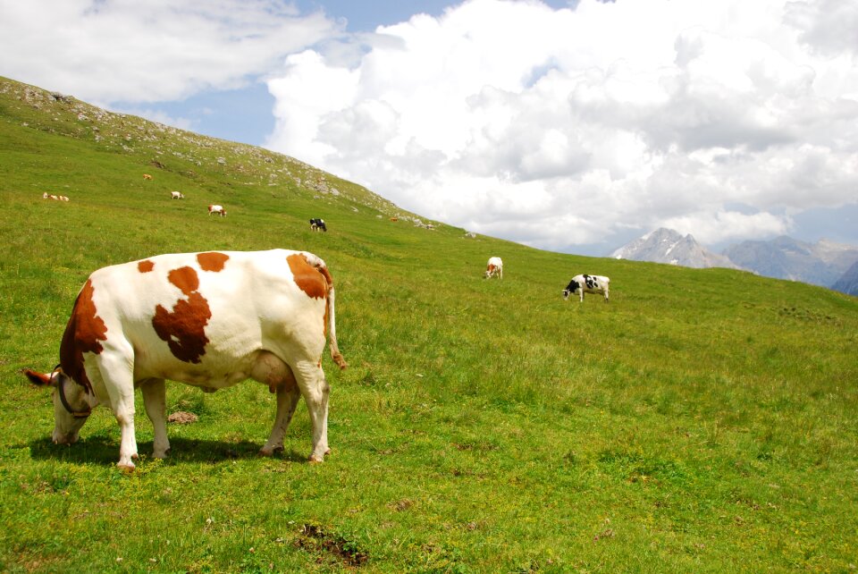 Prato trentino dolomites