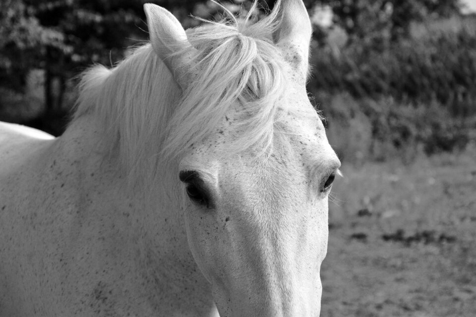 Eyes next to the horse animal
