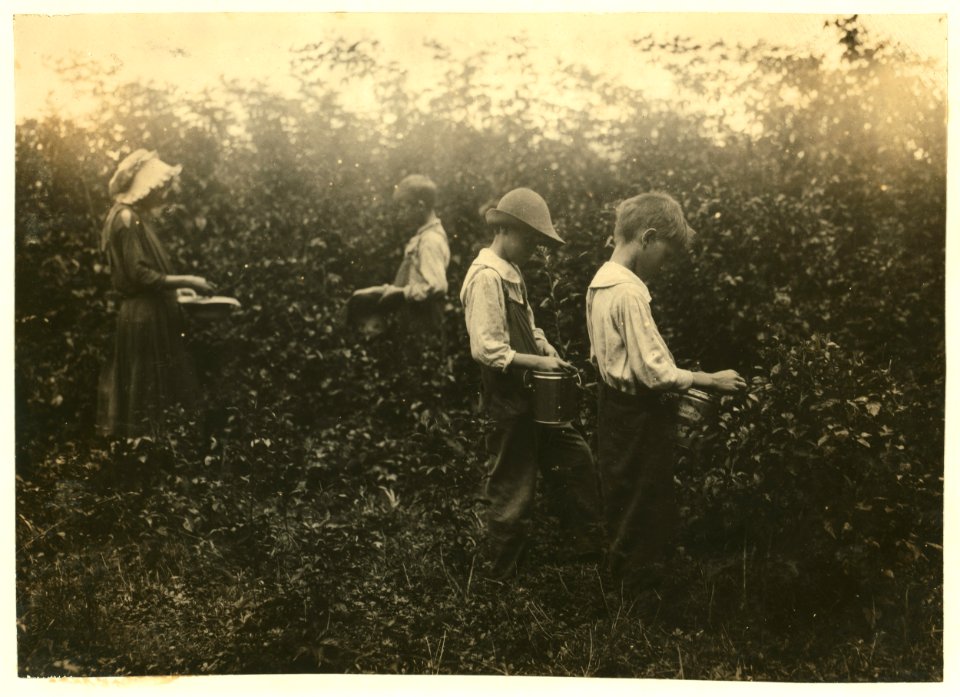 Newkirk children picking blackberries. Father, Hildred Newkirk. Willie, 15 years, Catherine, 13 years, Clarence, 10 years and Sam, 8 years. Will start school (Indian Field) soon. Mother LOC nclc.00455