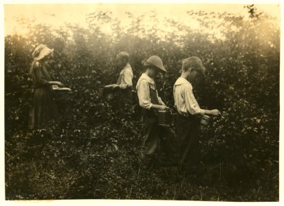 Newkirk children picking blackberries. Father, Hildred Newkirk. Willie, 15 years, Catherine, 13 years, Clarence, 10 years and Sam, 8 years. Will start school (Indian Field) soon. Mother LOC nclc.00455