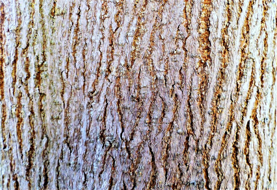 Abstract wood rough