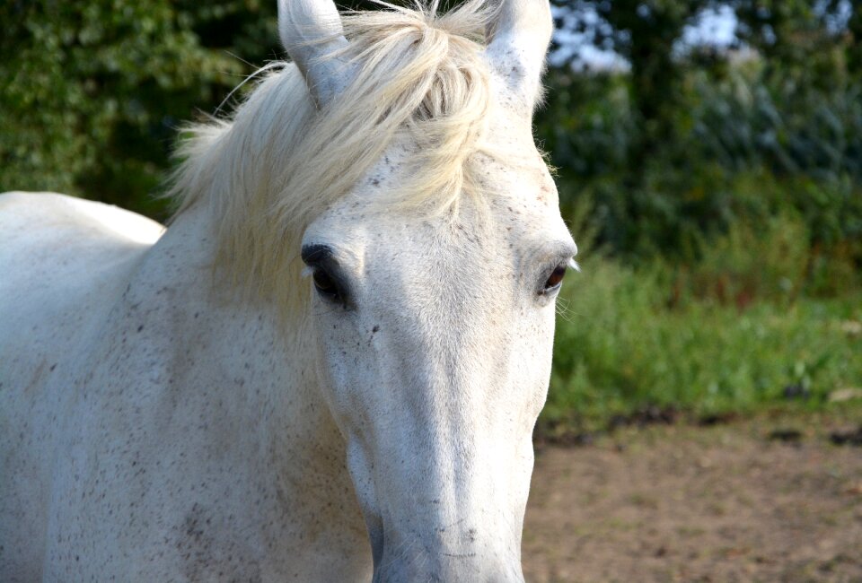 Next to horse eyes portrait
